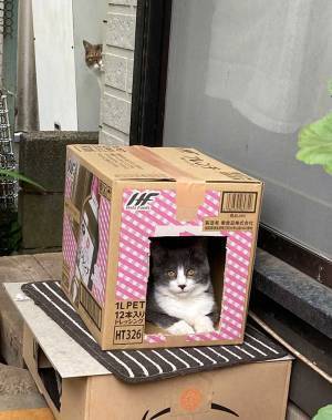 段ボール箱におさまる猫を撮影したら？　背後に写ったモノに「笑った」「ヤバすぎる」
