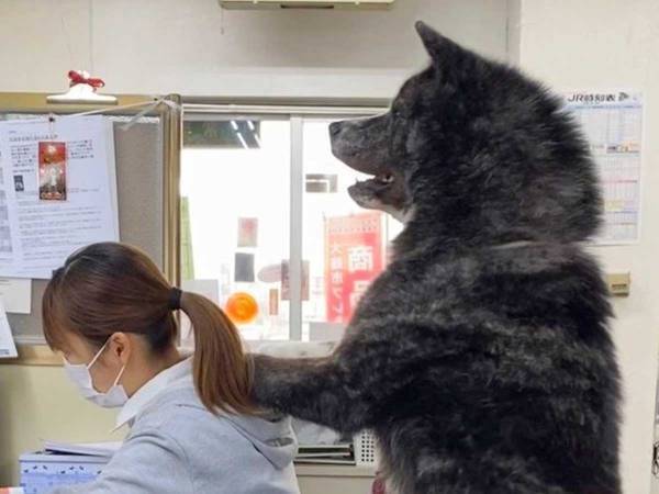 愛犬に仕事を邪魔されている女性　写真に「二度見した」「クマかな？」
