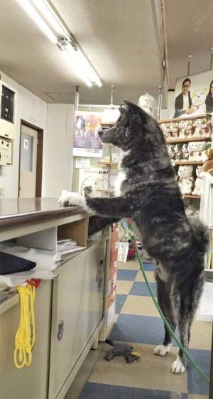 愛犬に仕事を邪魔されている女性　写真に「二度見した」「クマかな？」