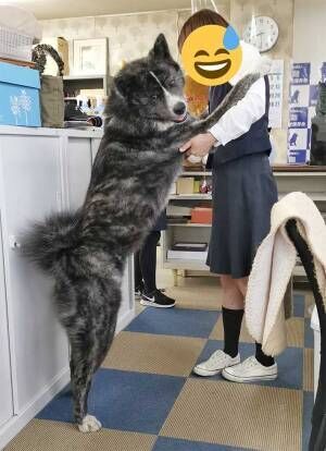 愛犬に仕事を邪魔されている女性　写真に「二度見した」「クマかな？」