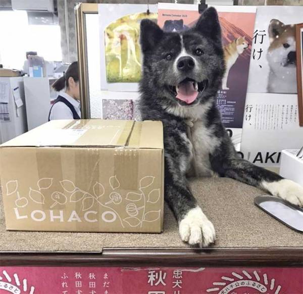 愛犬に仕事を邪魔されている女性　写真に「二度見した」「クマかな？」