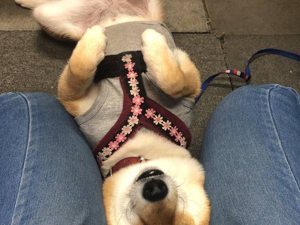 眠る柴犬に吹き出す人が続出！？　その寝顔が…コチラ