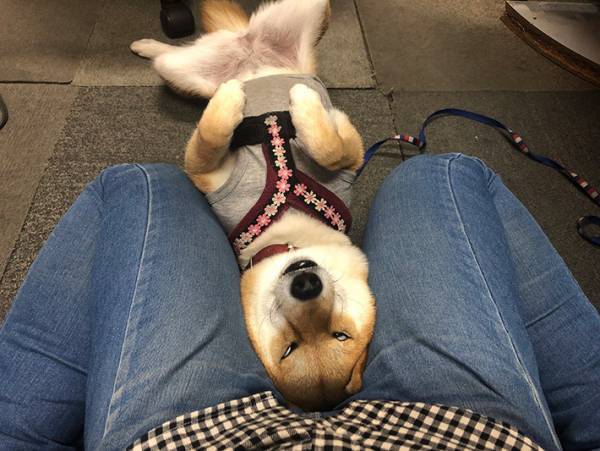 眠る柴犬に吹き出す人が続出！？　その寝顔が…コチラ