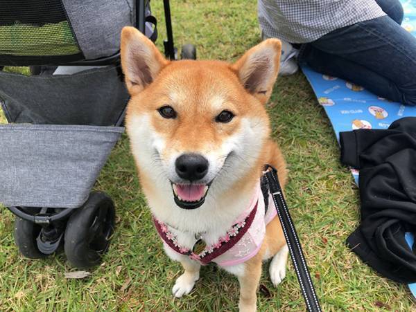 眠る柴犬に吹き出す人が続出！？　その寝顔が…コチラ