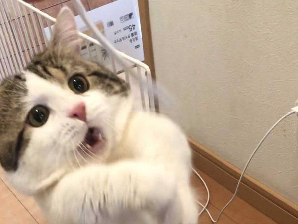 差が激しい！　おもちゃを『掴めた時』と『掴めなかった時』の表情に注目