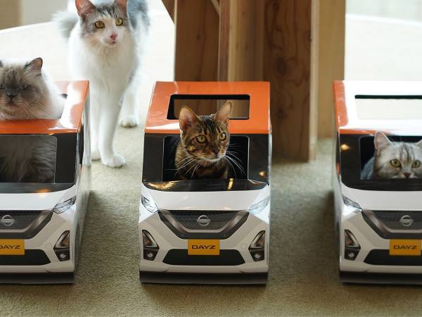 厚紙製の『車』に入る猫の集団！　撮影できるのは、なんと…？