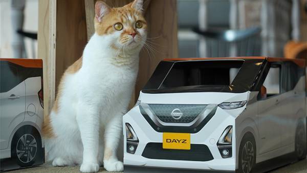 厚紙製の『車』に入る猫の集団！　撮影できるのは、なんと…？