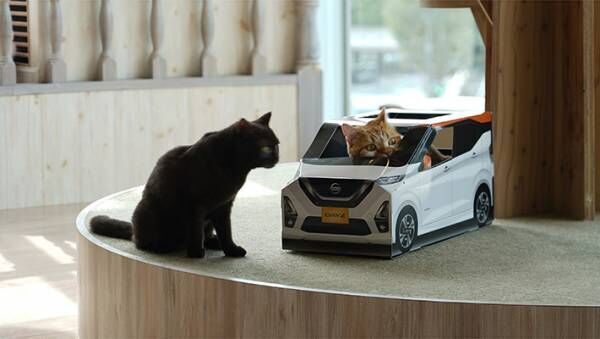 厚紙製の『車』に入る猫の集団！　撮影できるのは、なんと…？