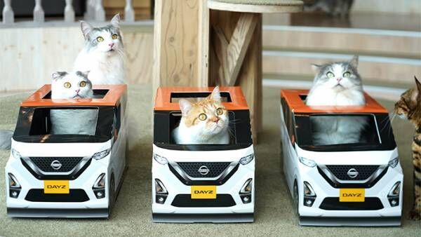 厚紙製の『車』に入る猫の集団！　撮影できるのは、なんと…？