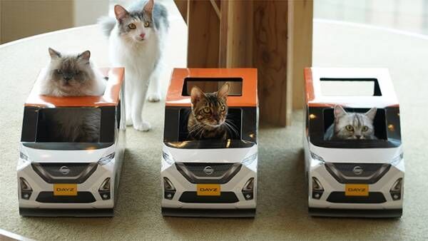 厚紙製の『車』に入る猫の集団！　撮影できるのは、なんと…？