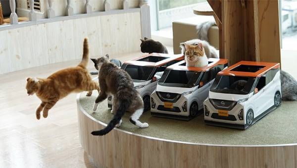 厚紙製の『車』に入る猫の集団！　撮影できるのは、なんと…？