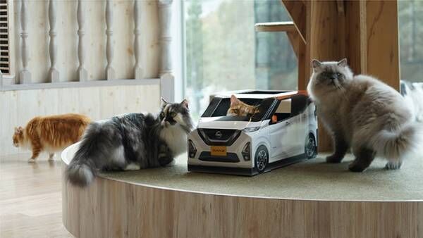 厚紙製の『車』に入る猫の集団！　撮影できるのは、なんと…？