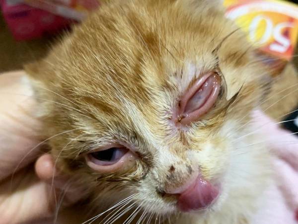 片目が『ぐちゃぐちゃ』だった捨て猫　１か月後の姿に「すごい」「優しい世界」