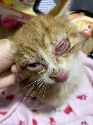 片目が『ぐちゃぐちゃ』だった捨て猫　１か月後の姿に「すごい」「優しい世界」