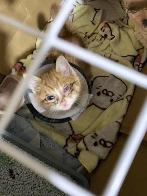 片目が『ぐちゃぐちゃ』だった捨て猫　１か月後の姿に「すごい」「優しい世界」