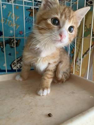 片目が『ぐちゃぐちゃ』だった捨て猫　１か月後の姿に「すごい」「優しい世界」