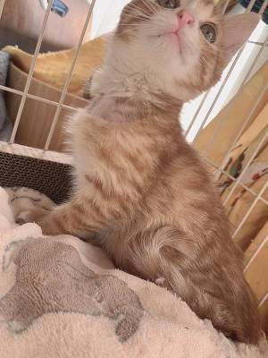 片目が『ぐちゃぐちゃ』だった捨て猫　１か月後の姿に「すごい」「優しい世界」