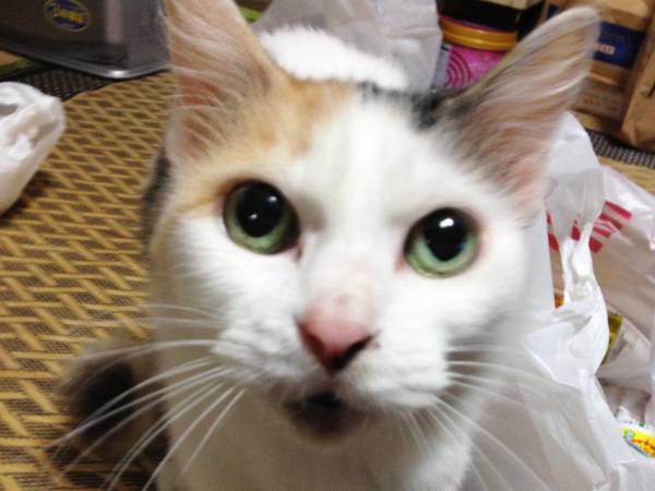 「夏毛と冬毛の差が極端すぎた」　猫のギャップに「本当に同じ猫！？」「威厳がスゴイ」