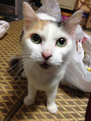 「夏毛と冬毛の差が極端すぎた」　猫のギャップに「本当に同じ猫！？」「威厳がスゴイ」