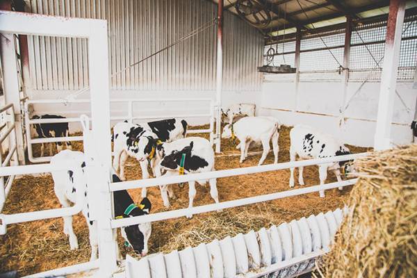 北海道の牛肉に注目！　特別価格で販売されている道産牛肉で家族団らんしませんか