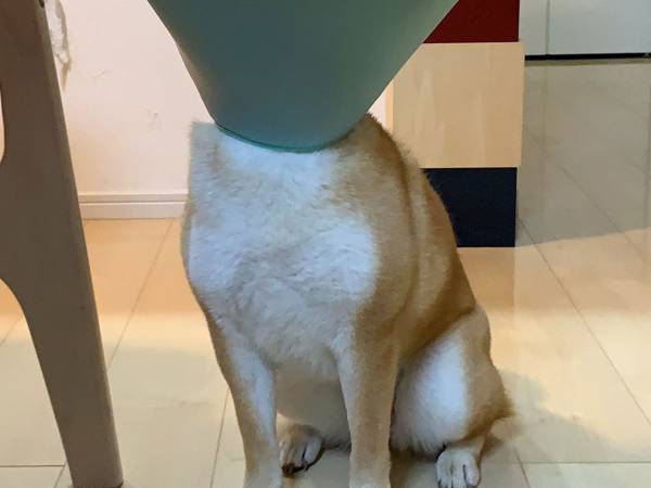 「思ってたんと違う…！」　柴犬に『エリザベスカラー』をつけると？
