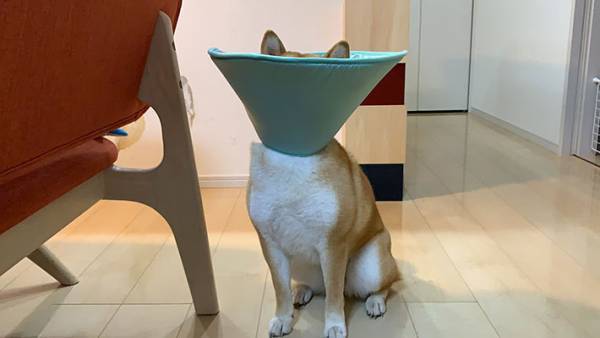 「思ってたんと違う…！」　柴犬に『エリザベスカラー』をつけると？
