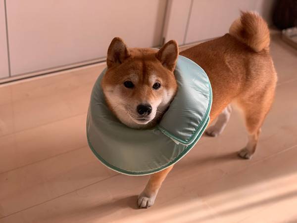 「思ってたんと違う…！」　柴犬に『エリザベスカラー』をつけると？