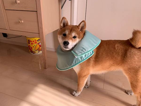 「思ってたんと違う…！」　柴犬に『エリザベスカラー』をつけると？