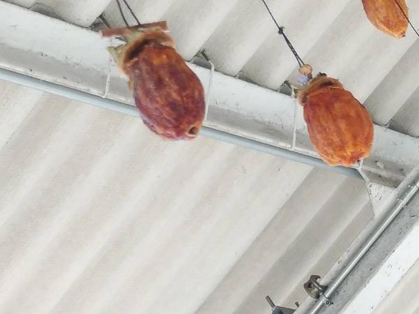 駅でぶら下がっていた『謎のもの』　その正体に「これはビビる」「最高の光景」