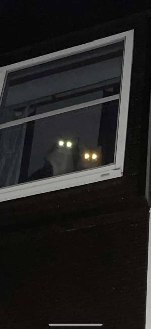 お寿司を食べたい猫の『恨み』　１５万人が吹き出した１枚がこちら