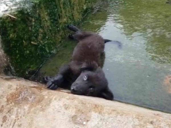 「助けて…」　放水路で動けなくなっていた子犬を保護した男性　その１年後？