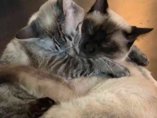 出会った瞬間に恋に落ちた２匹の猫　「涙が出てきた」「嫉妬しちゃう」