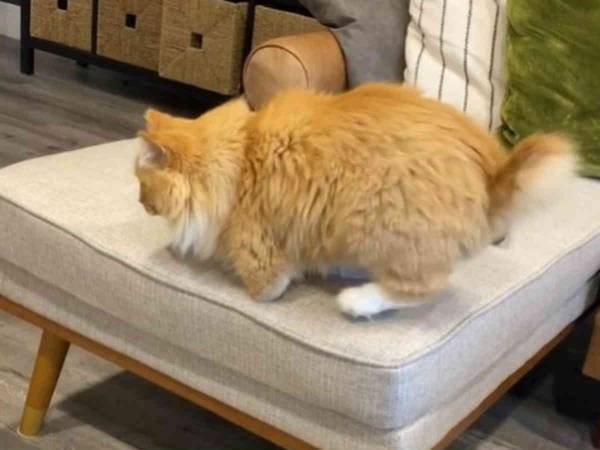 「賢い！」　前足がない猫が『ソファから安全に降りる方法』が予想外だった