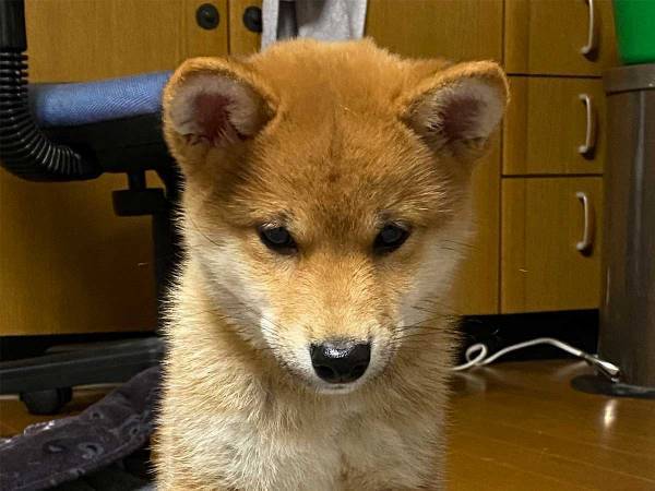 柴犬の子犬を撮影したら…　『独特すぎる座り方』に、１６万人が吹き出す
