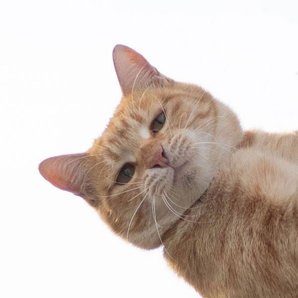 かっこいい１枚を撮ったはずが？　猫の表情に吹き出す人続出　「目で訴えている」