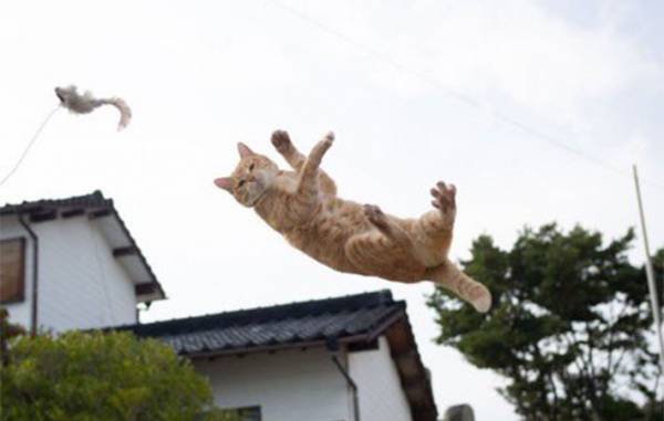 かっこいい１枚を撮ったはずが？　猫の表情に吹き出す人続出　「目で訴えている」