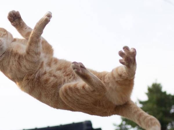 かっこいい１枚を撮ったはずが？　猫の表情に吹き出す人続出　「目で訴えている」