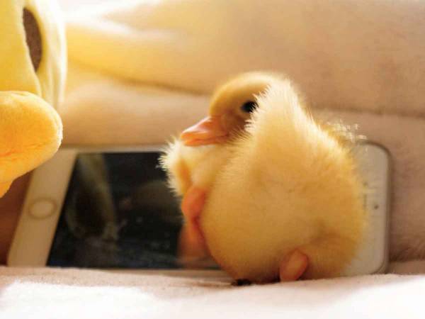 『いいお尻の日』に公開された『黄色いお尻』がかわいすぎる！