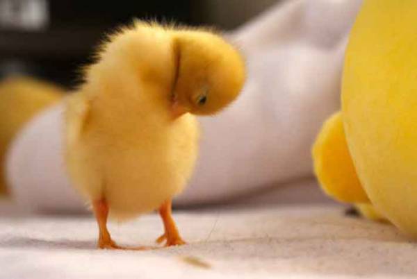 『いいお尻の日』に公開された『黄色いお尻』がかわいすぎる！