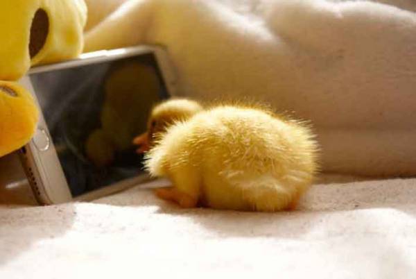 『いいお尻の日』に公開された『黄色いお尻』がかわいすぎる！