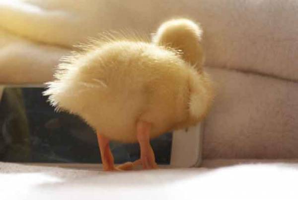 『いいお尻の日』に公開された『黄色いお尻』がかわいすぎる！