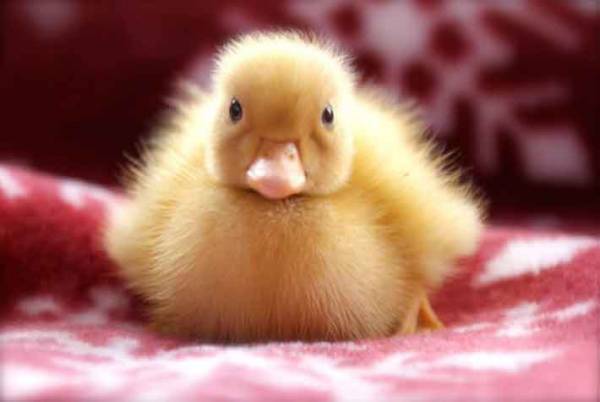 『いいお尻の日』に公開された『黄色いお尻』がかわいすぎる！