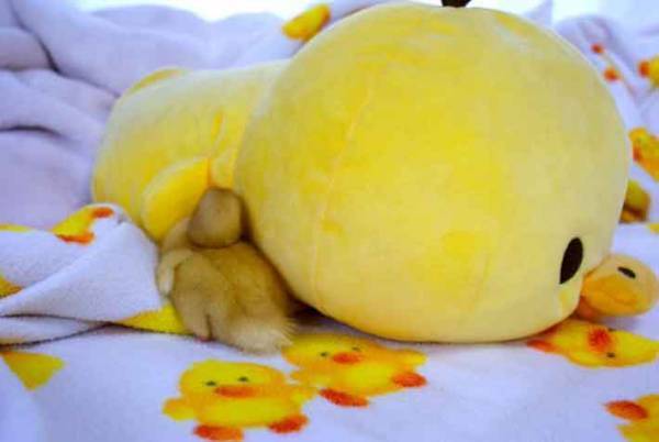 『いいお尻の日』に公開された『黄色いお尻』がかわいすぎる！