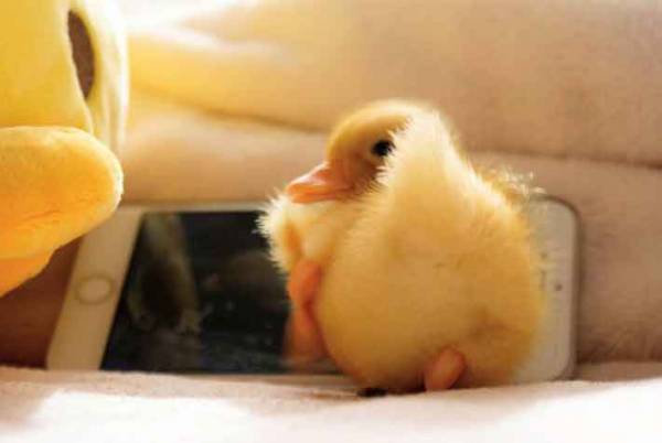 『いいお尻の日』に公開された『黄色いお尻』がかわいすぎる！