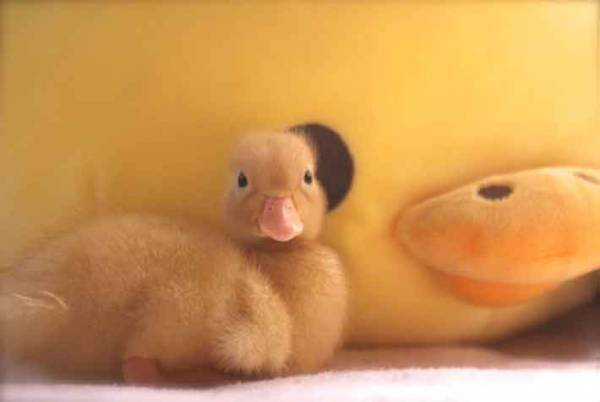 『いいお尻の日』に公開された『黄色いお尻』がかわいすぎる！