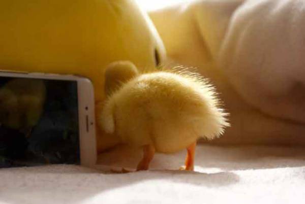 『いいお尻の日』に公開された『黄色いお尻』がかわいすぎる！