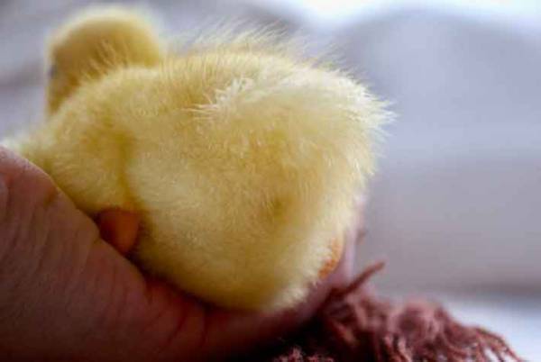 『いいお尻の日』に公開された『黄色いお尻』がかわいすぎる！