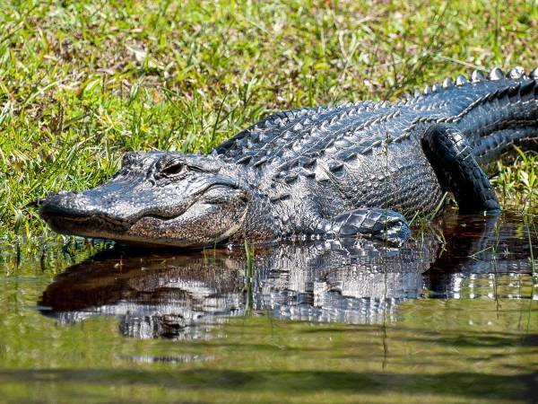 散歩中に愛犬がワニに襲われた！　飼い主がとった行動に　「超かっこいい」