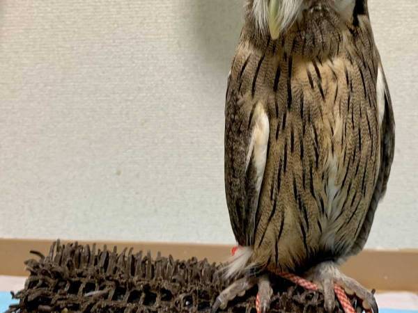 飼い主に気付いたフクロウ　その『ギャップ』に６万人が吹き出す