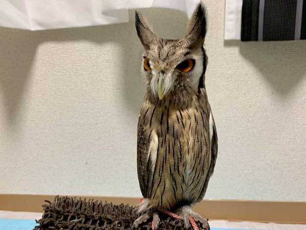 飼い主に気付いたフクロウ　その『ギャップ』に６万人が吹き出す